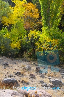 Autumn Scenery With Yellow, Green And Red Shinning Leaves In Fall In The Forest Stock Photo