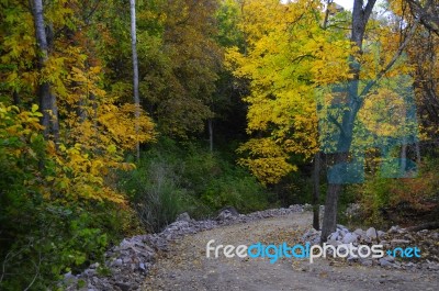 Autumn Scenery With Yellow, Green And Red Shinning Leaves In Fall In The Forest Stock Photo