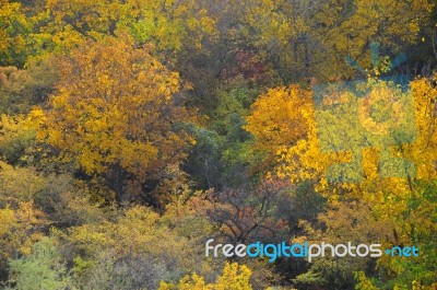 Autumn Scenery With Yellow, Green And Red Shinning Leaves In Fall In The Forest Stock Photo