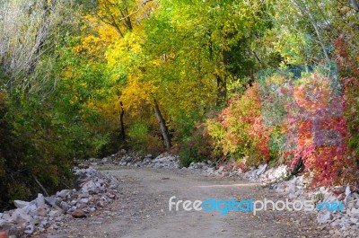 Autumn Scenery With Yellow, Green And Red Shinning Leaves In Fall In The Forest Stock Photo