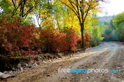 Autumn Scenery With Yellow, Green And Red Shinning Leaves In Fall In The Forest Stock Photo