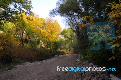 Autumn Scenery With Yellow, Green And Red Shinning Leaves In Fall In The Forest Stock Photo