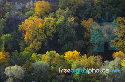 Autumn Scenery With Yellow, Green And Red Shinning Leaves In Fall In The Forest Stock Photo