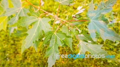 Autumn Season In Russia Moscow Stock Photo