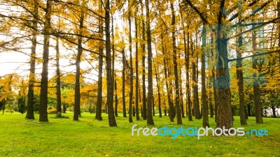 Autumn Season In Russia Moscow Stock Photo