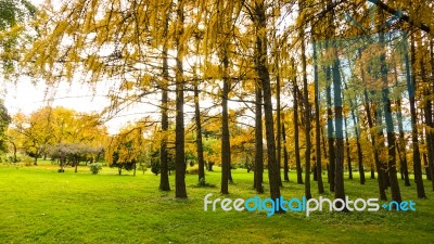 Autumn Season In Russia Moscow Stock Photo