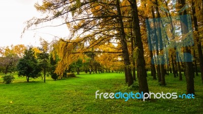 Autumn Season In Russia Moscow Stock Photo