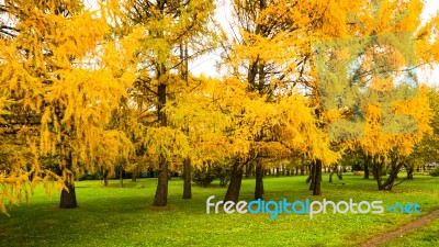 Autumn Season In Russia Moscow Stock Photo