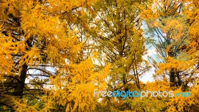 Autumn Season In Russia Moscow Stock Photo