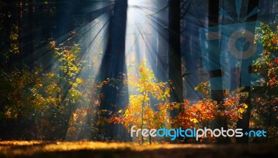 Autumn Sunrise In The Forest Stock Photo