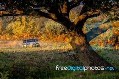 Autumn Sunshine On An Oak Tree In The Ashdown Forest Stock Photo