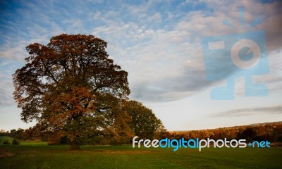 Autumn Tree Stock Photo