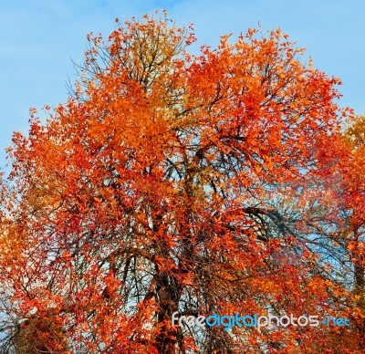 Autumn Tree Stock Photo