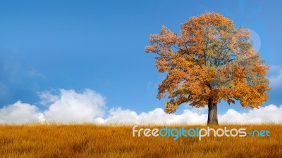 Autumn Tree Stock Photo