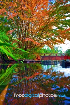 Autumn Tree At The Chinese Park Reflected I N The Water Stock Photo