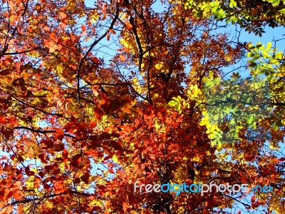 Autumn Tree Colors Stock Photo