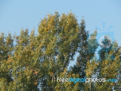 Autumn Tree Foliage Texture Stock Photo