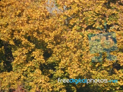 Autumn Tree Foliage Texture Stock Photo