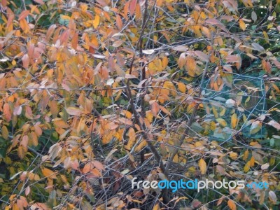 Autumn Tree Foliage Texture Stock Photo