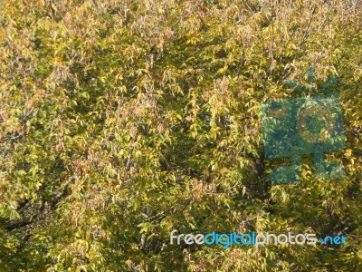 Autumn Tree Foliage Texture Stock Photo