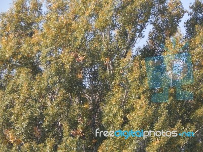 Autumn Tree Foliage Texture Stock Photo