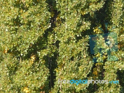 Autumn Tree Foliage Texture Stock Photo