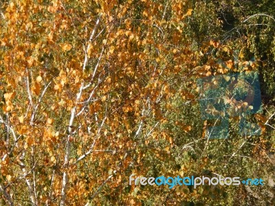 Autumn Tree Foliage Texture Stock Photo