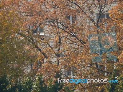 Autumn Tree Foliage Texture Stock Photo