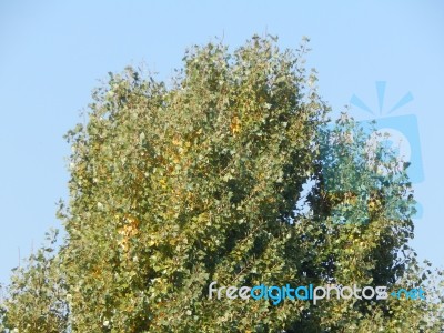 Autumn Tree Foliage Texture Stock Photo