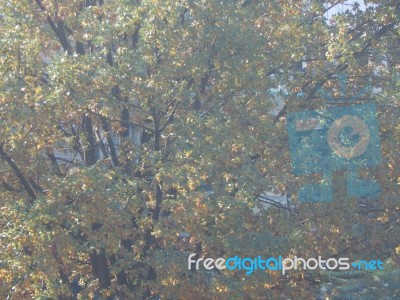 Autumn Tree Foliage Texture Stock Photo