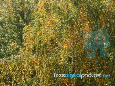 Autumn Tree Foliage Texture Stock Photo