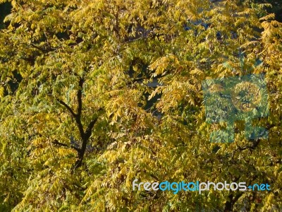 Autumn Tree Foliage Texture Stock Photo