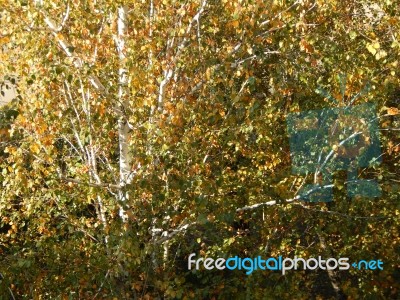 Autumn Tree Foliage Texture Stock Photo