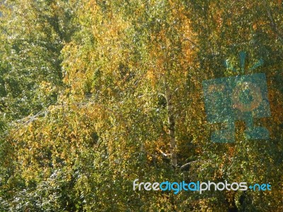 Autumn Tree Foliage Texture Stock Photo