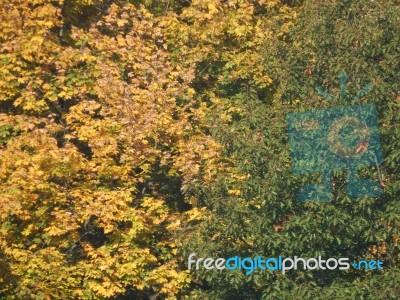 Autumn Tree Foliage Texture Stock Photo