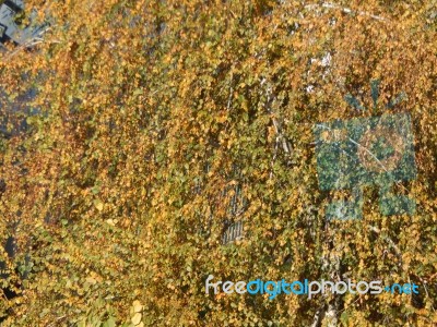 Autumn Tree Foliage Texture Stock Photo