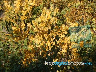 Autumn Tree Foliage Texture Stock Photo