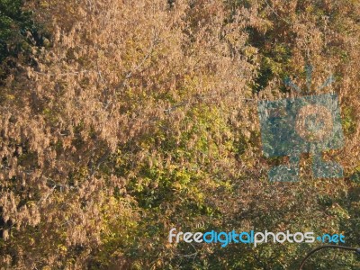 Autumn Tree Foliage Texture Stock Photo