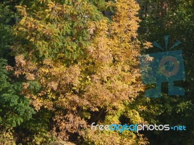 Autumn Tree Foliage Texture Stock Photo