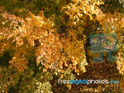 Autumn Tree Foliage Texture Stock Photo