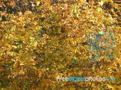 Autumn Tree Foliage Texture Stock Photo