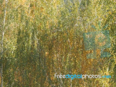 Autumn Tree Foliage Texture Stock Photo