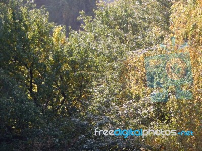 Autumn Tree Foliage Texture Stock Photo