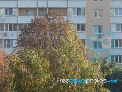 Autumn Tree Foliage Texture Stock Photo