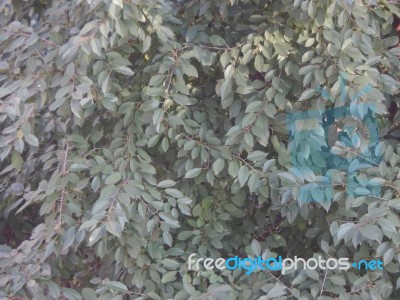 Autumn Tree Foliage Texture Stock Photo