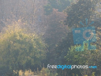 Autumn Tree Foliage Texture Stock Photo