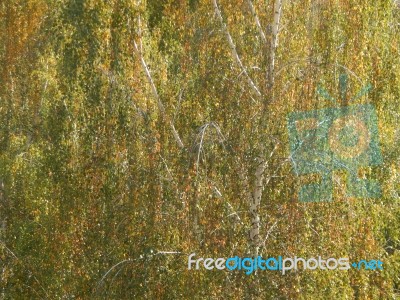 Autumn Tree Foliage Texture Stock Photo