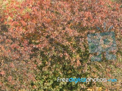 Autumn Tree Foliage Texture Stock Photo