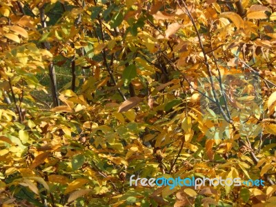 Autumn Tree Foliage Texture Stock Photo