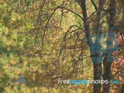 Autumn Tree Foliage Texture Stock Photo